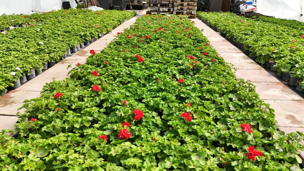 Muscate / Pelargonium Zonale , Curgatoare ,Peltatum , Tiroleze