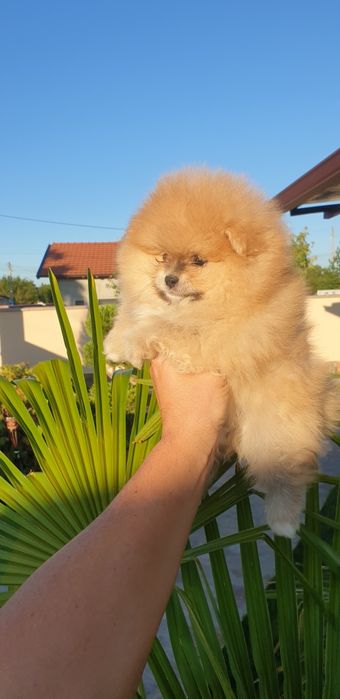 Померан в продажба