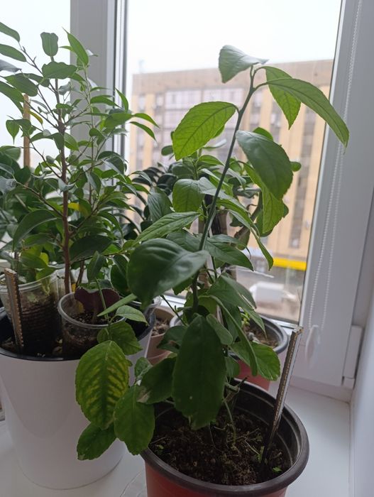 Комнатные растение