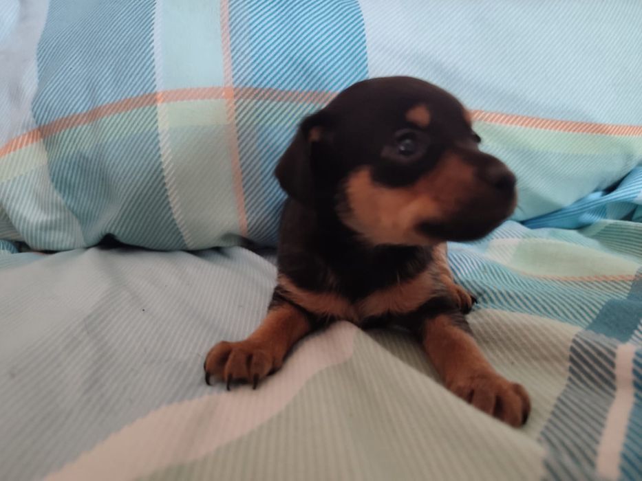 Продам щенков породы мини той