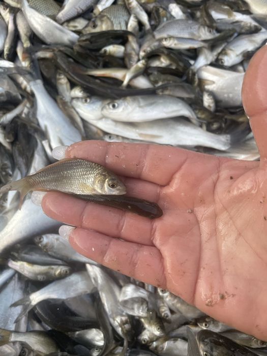 Puiet de peste vara 1