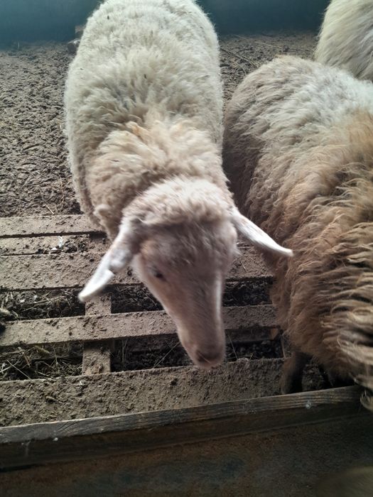 Койлар сатылымда