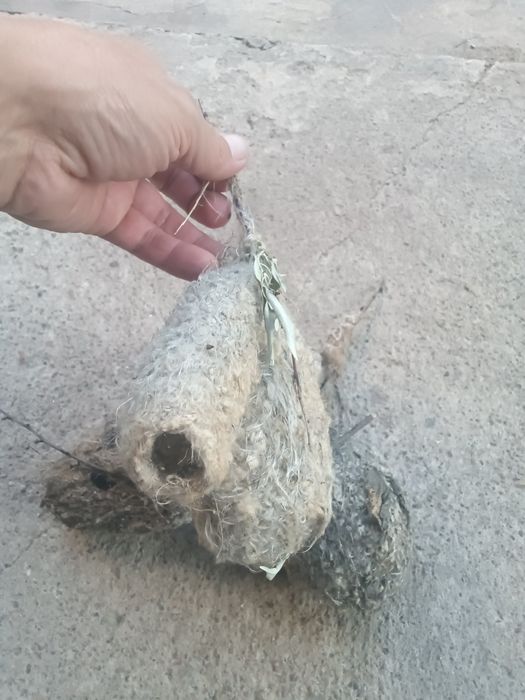 Куркылтайдын уясы. Емге