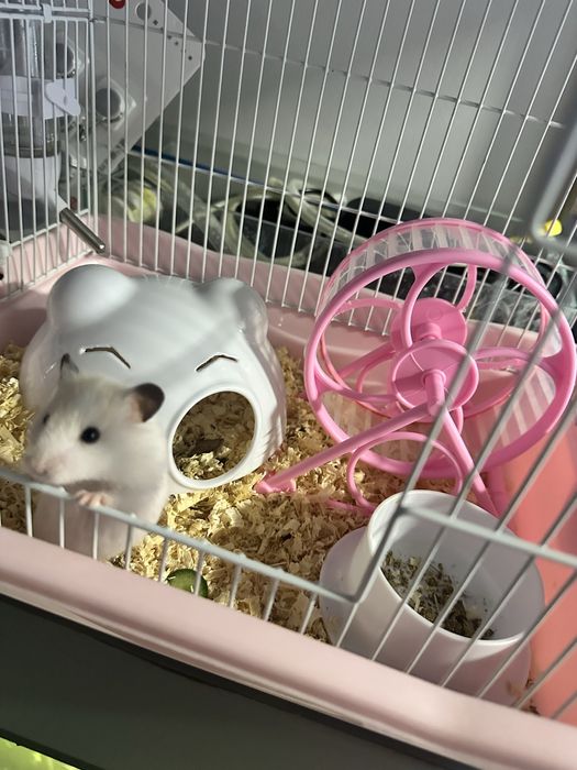 Продается хомяк с клеткой