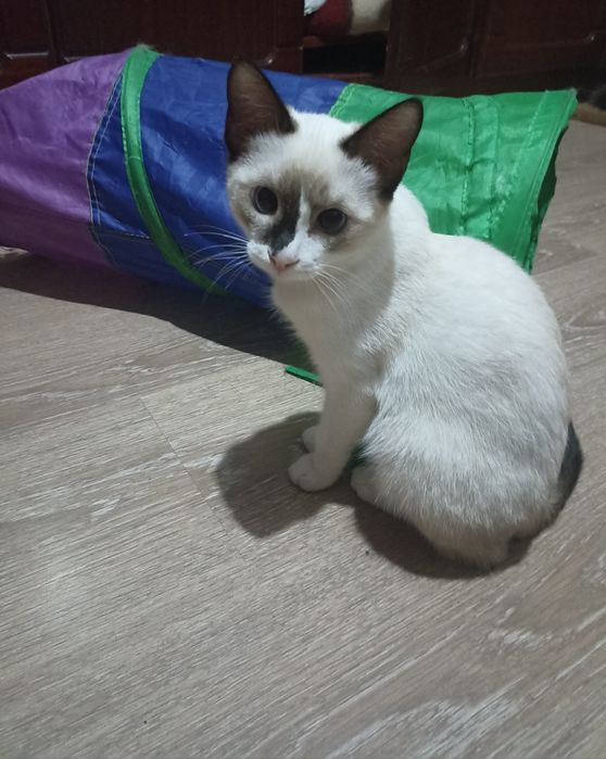 Котенок,девочка,3,5 мес в добрые руки