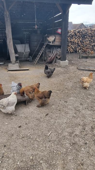 Ouă de la găini  Brahma pentru incubat