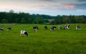 Продава се Промишлена сграда в Елхово - 20000 кв.м за 5 €/кв.м - Снимка #3