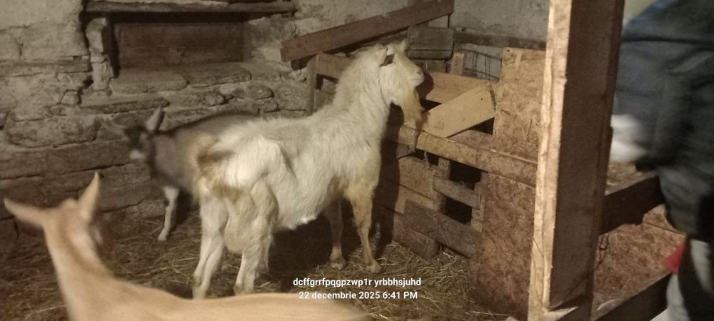 Țap zaanen are Aproximativ 2 ani