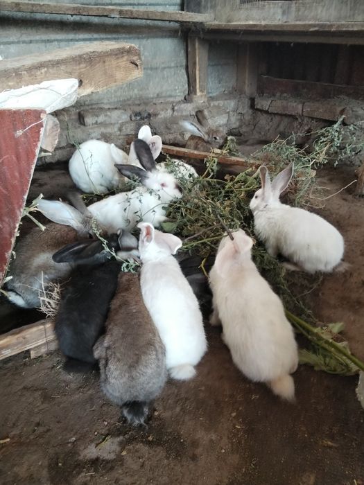 Продаются кролики ..