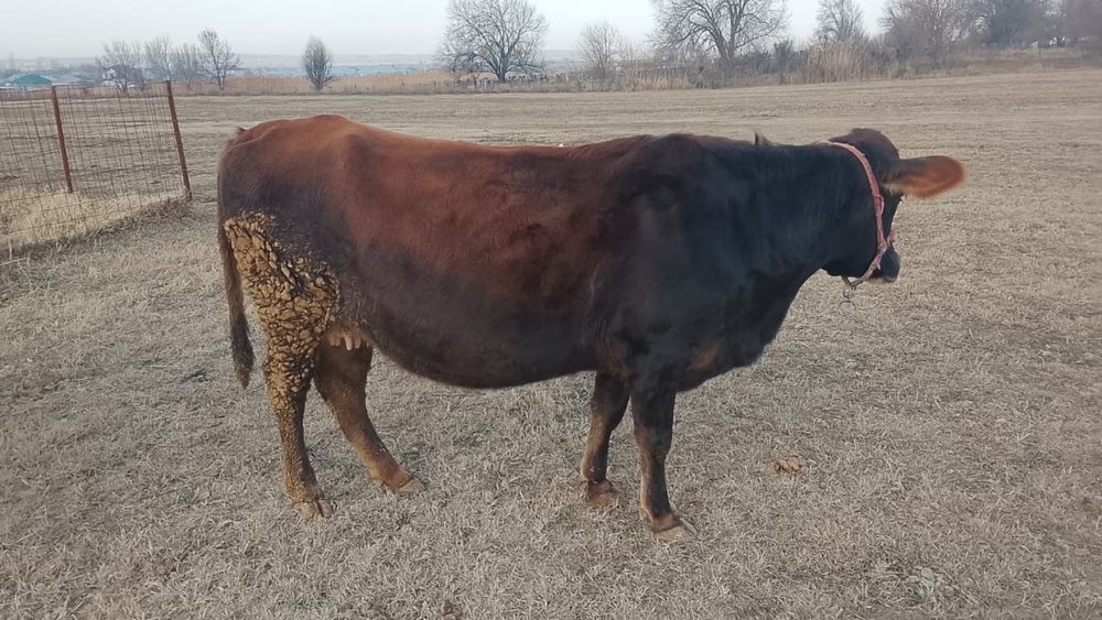 Швед корова