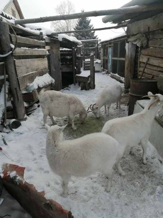 Продаются козы...