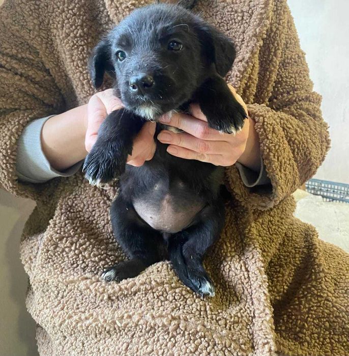 5 cateluse isi cauta familii