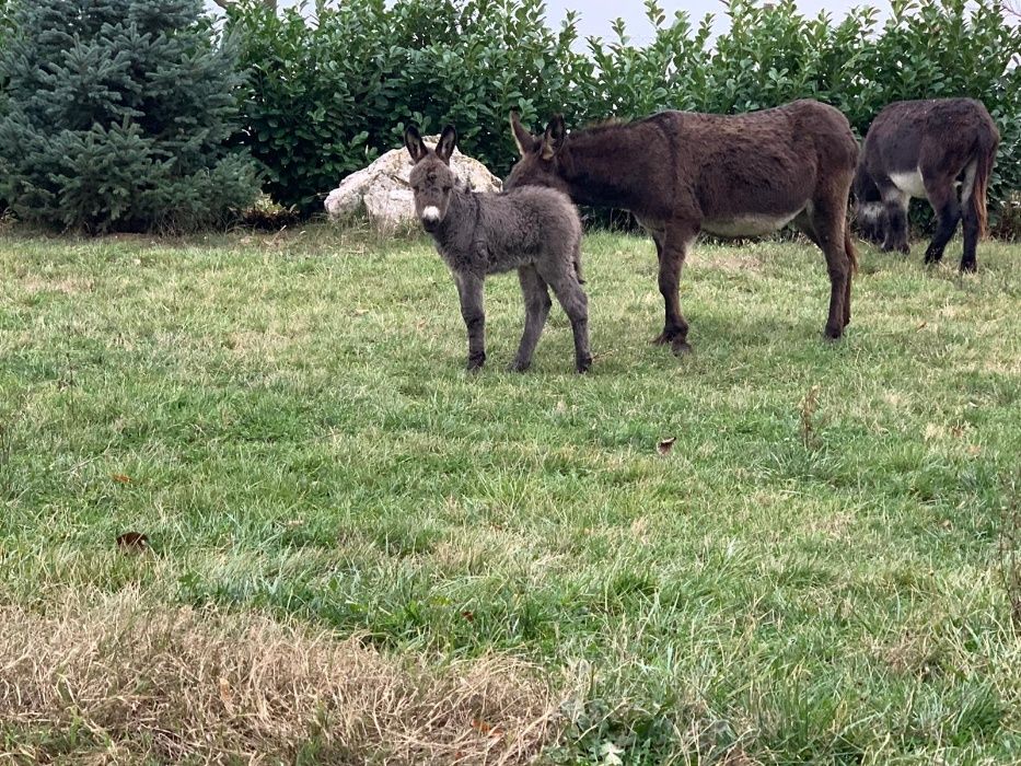 Vand Lapte de Magarita jud Timis