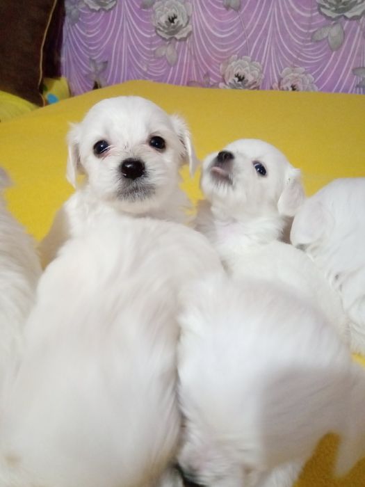 Чистокръвни мини малтийски болонки