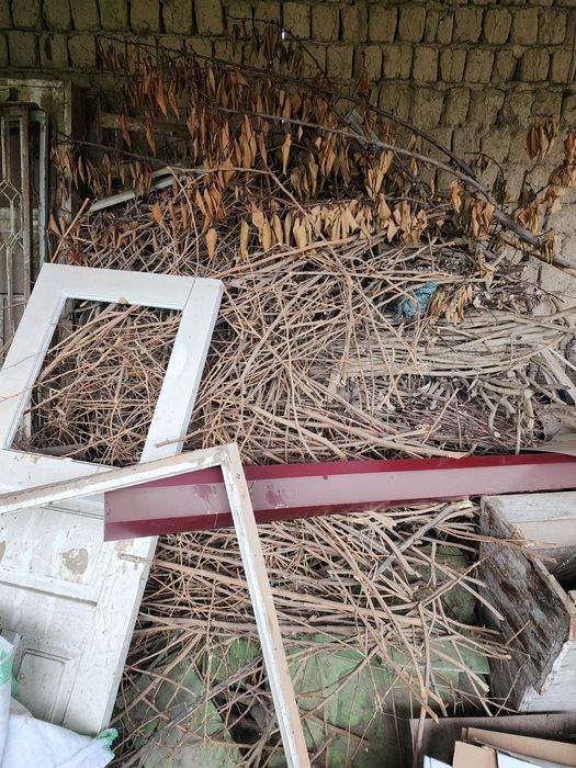 Утин хаммаси мевали бирзил