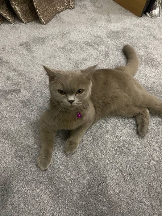 Katta yoshdagi ayollarning erkaklar ustidan jinsiy ustunligi