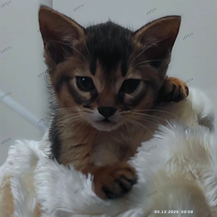 Абиссинские чаузи F5 котята