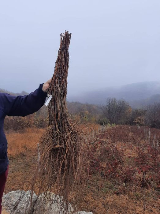 Viță Hibridă anul 3