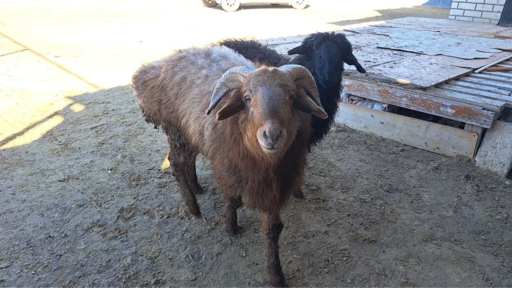 Продаю боранов на кошкар