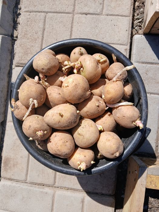 Продам картошку средняя