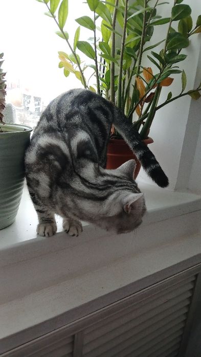 Отдам в добрые руки