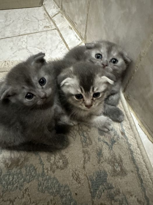 Шатланский мысыктар