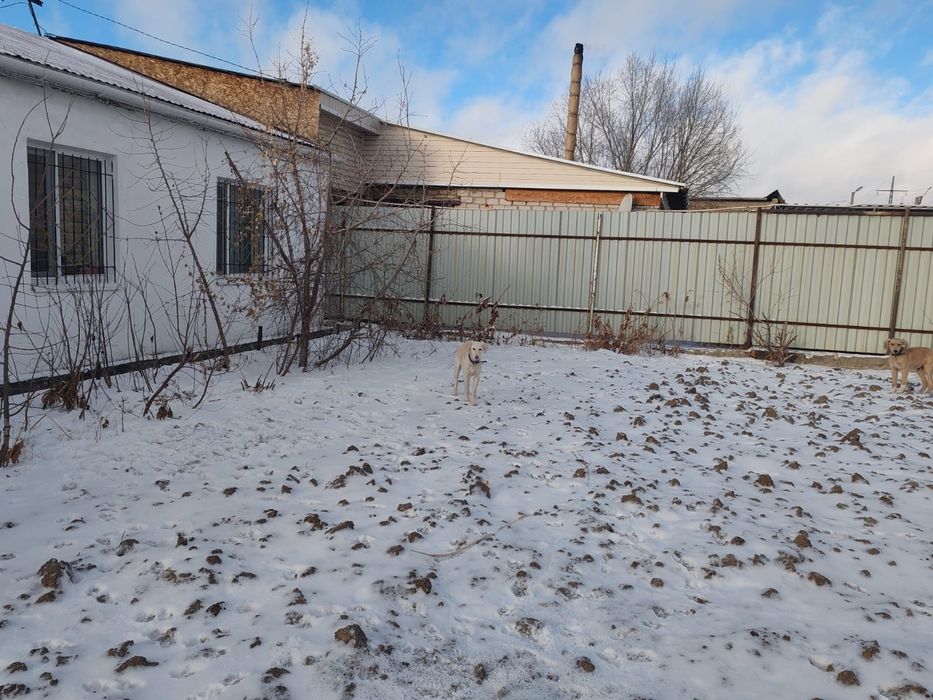 Продам щенков ТАЗЫ 6 месячные,близнецы