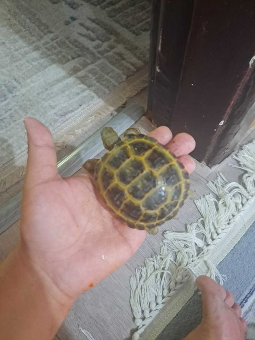 Toshbaqa черепаха