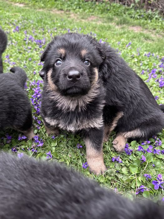 щенки немецкой овчарки