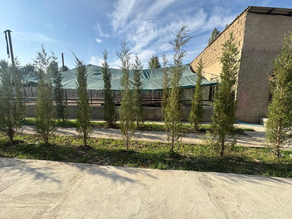 Ферма 55 соток 15 минутах от Ташкента