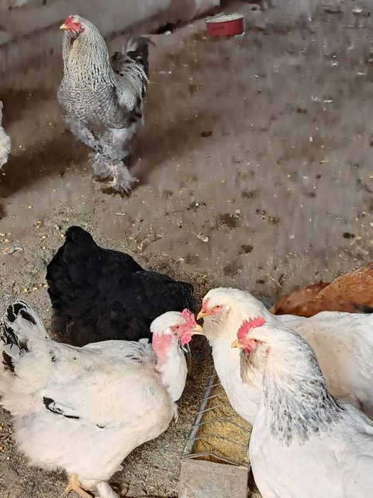 Ouă pentru incubație de găini încălțațe bărboase și cu gâtul gol