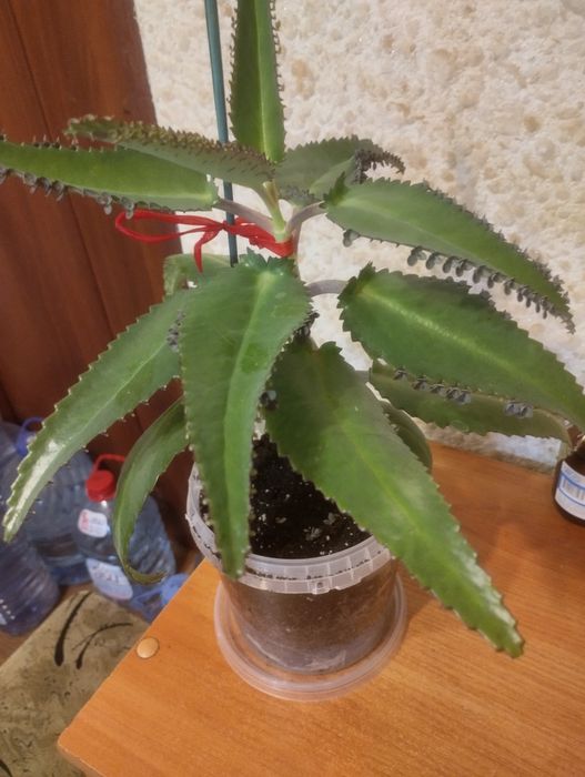 Каланхоэ лечебный. Продам.