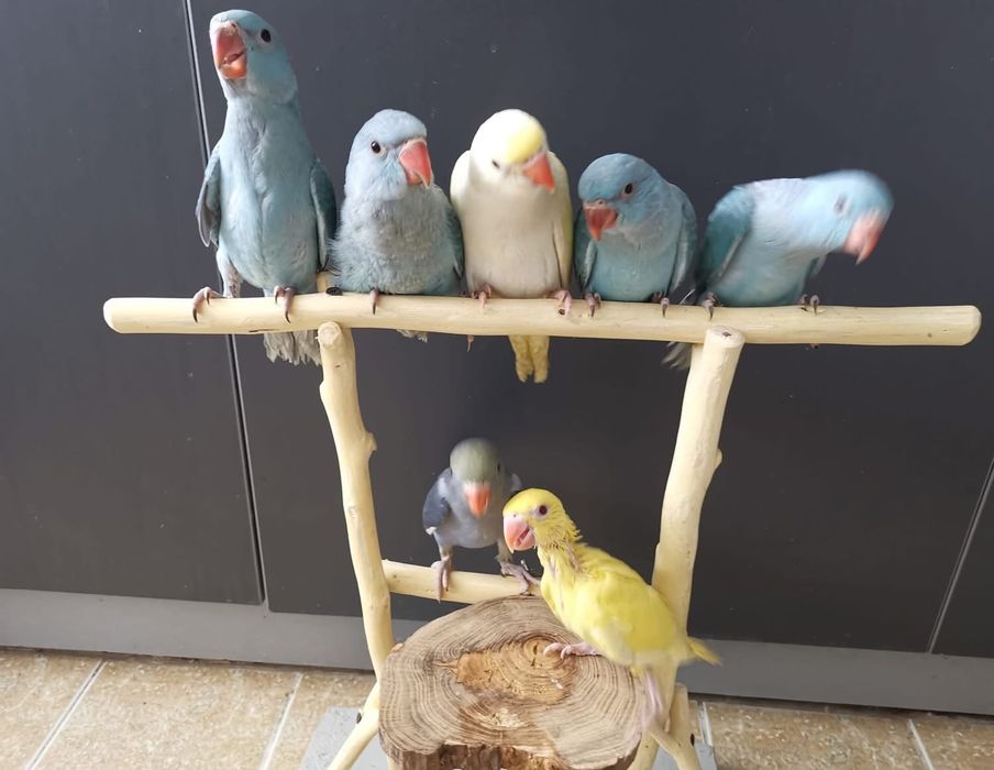 Micul Alexander puiuti blanzi crescuti la mana Alexandru