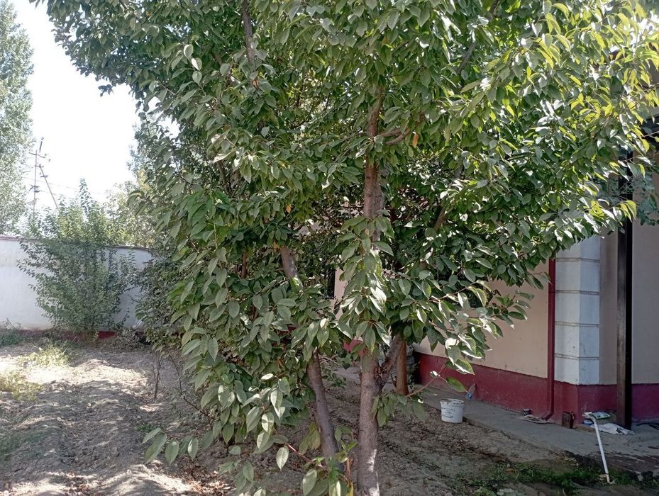 Kotej Hovli(Orienter Solnichniy)