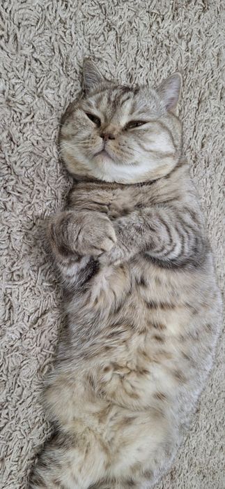 Кот чистый Британец