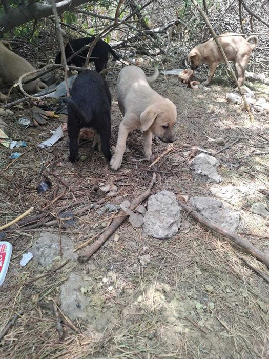 Отдам щеночков в добрые руки бесплатно