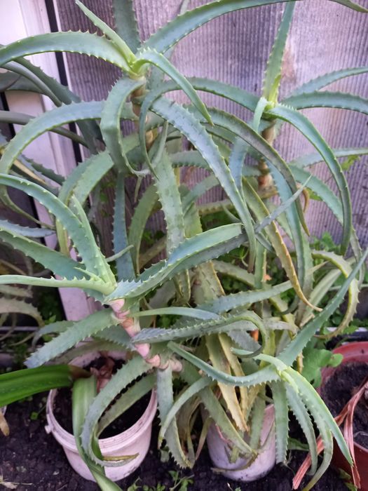 Продам Алоэ лечебный