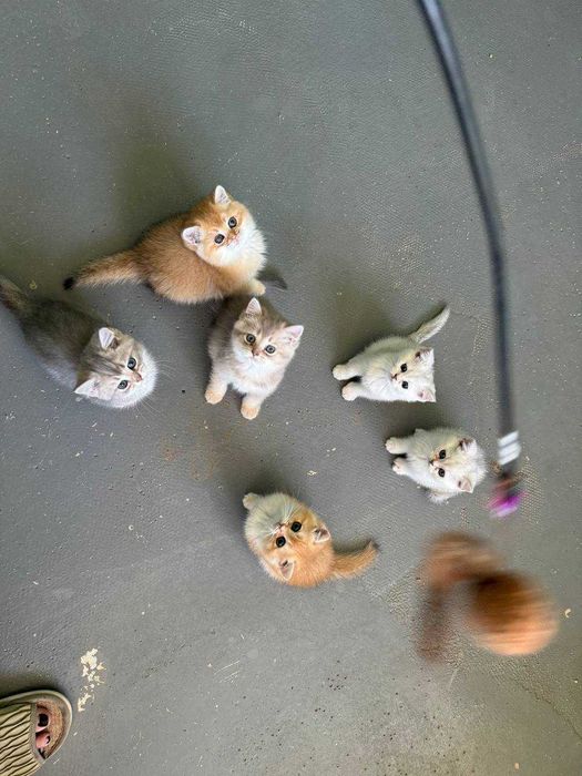 Продается котята