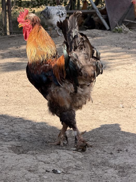 Cocoşi wyandotte,moțat/încǎlțat