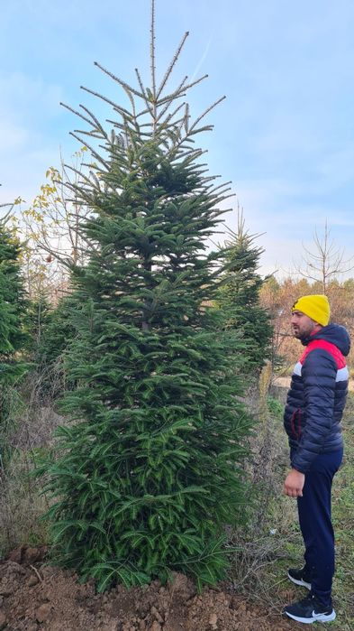 Brad verde si argintiu 4/5m