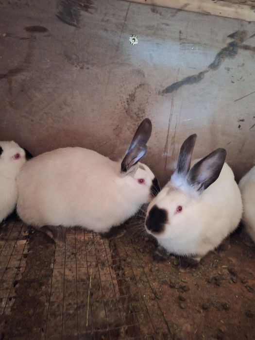 Самцы   Калифорний