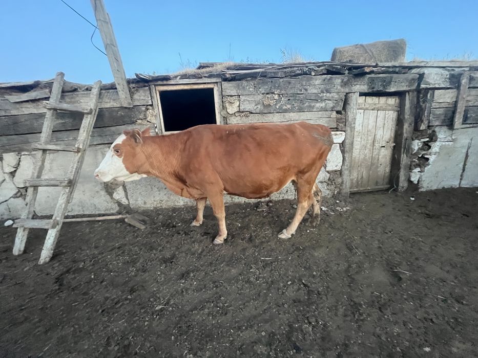 Породам корову и быка