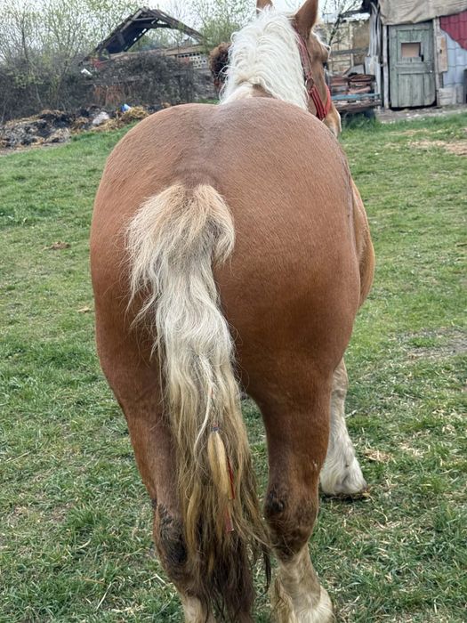 Manza de 2 ani ……….