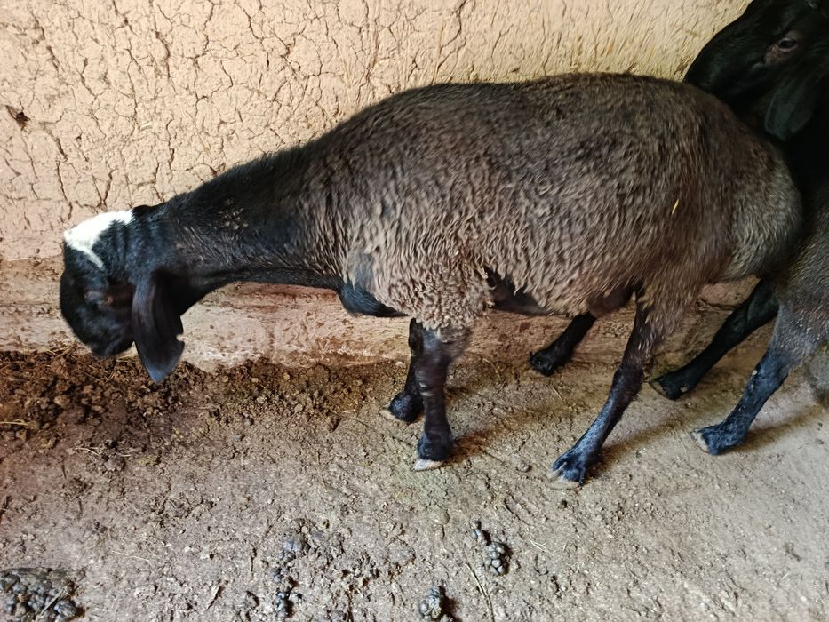 Qurbonlikka Qoʻchqor qoʻy