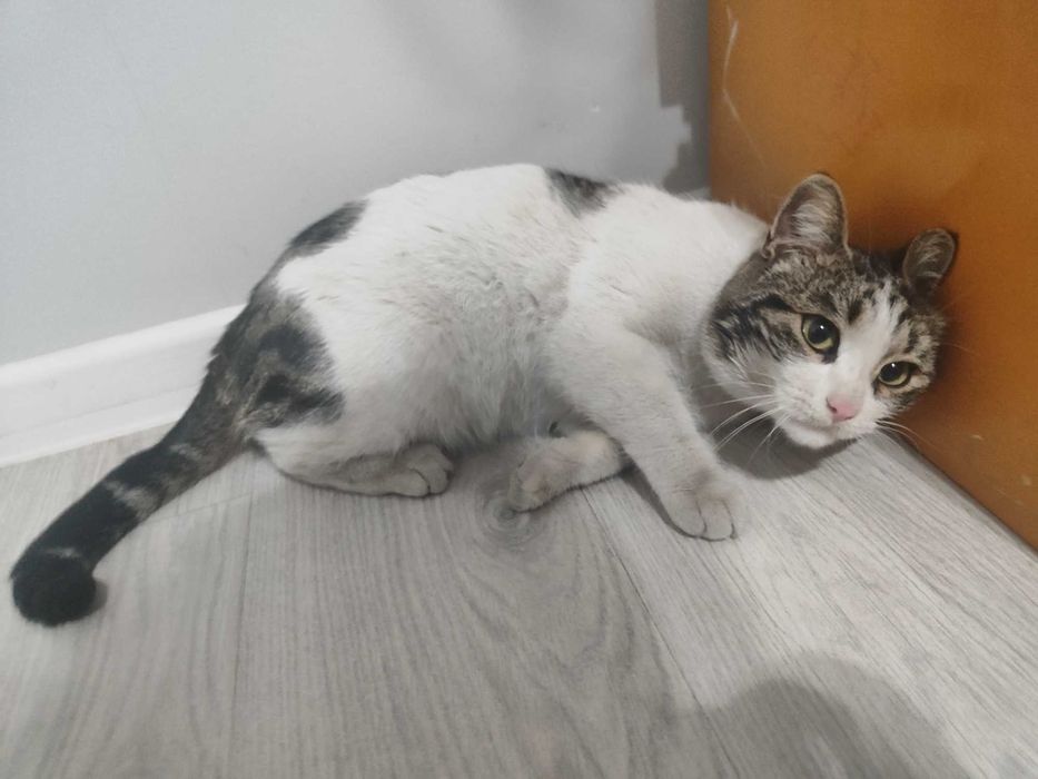 Ласковый кот ищет любящий дом!