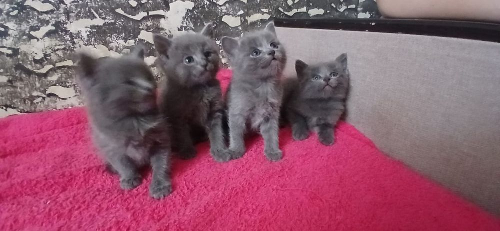 Очаровашки в добрые руки