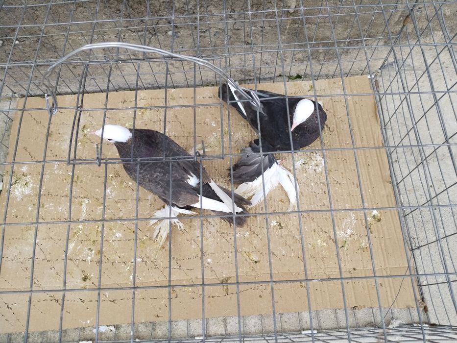 Голуби пара албаши