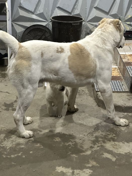 Srochna sotladi Alabay 2 yosh erke preslarga adena boxo berasila