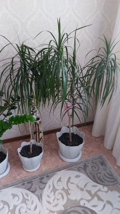 Продам цветы комнатные