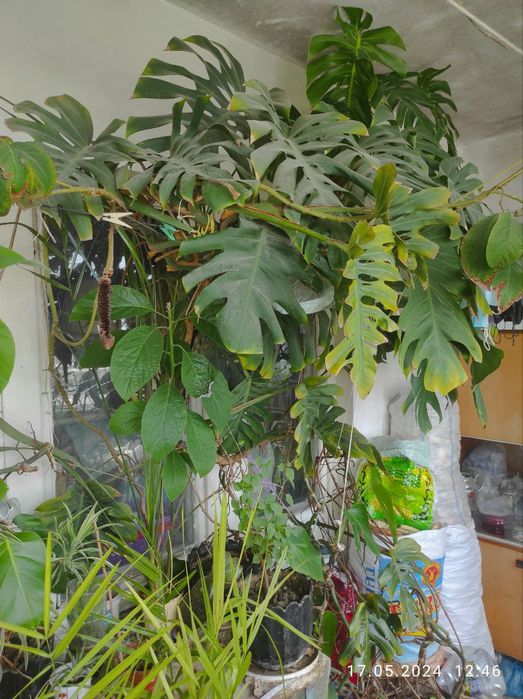 Продаю цветы сорок видов и удобрения для цветов